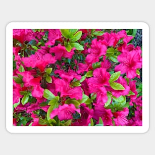 Pink Azaleas Sticker